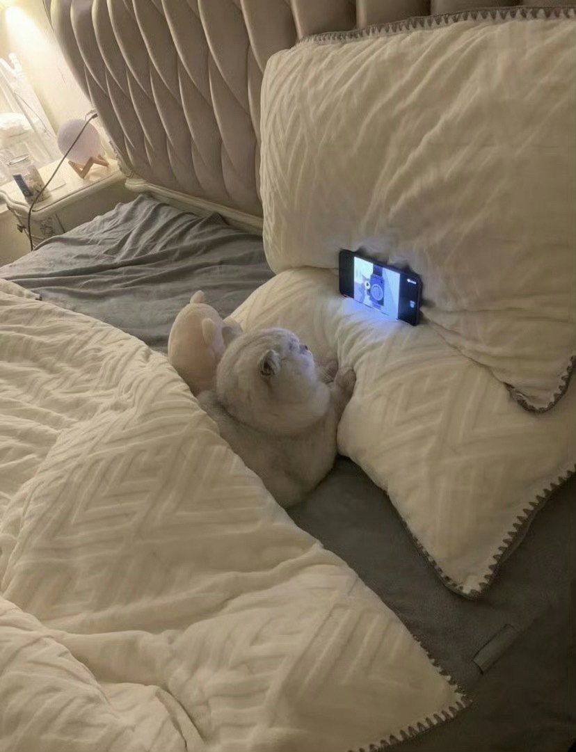 猫咪的暑假