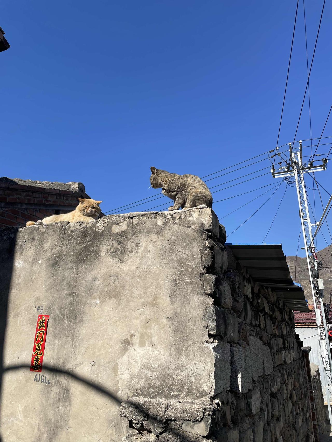 分享一张猫咪照片今年2月17号，去门头沟区沿河城游玩，发现老房墙上两只猫咪对峙。