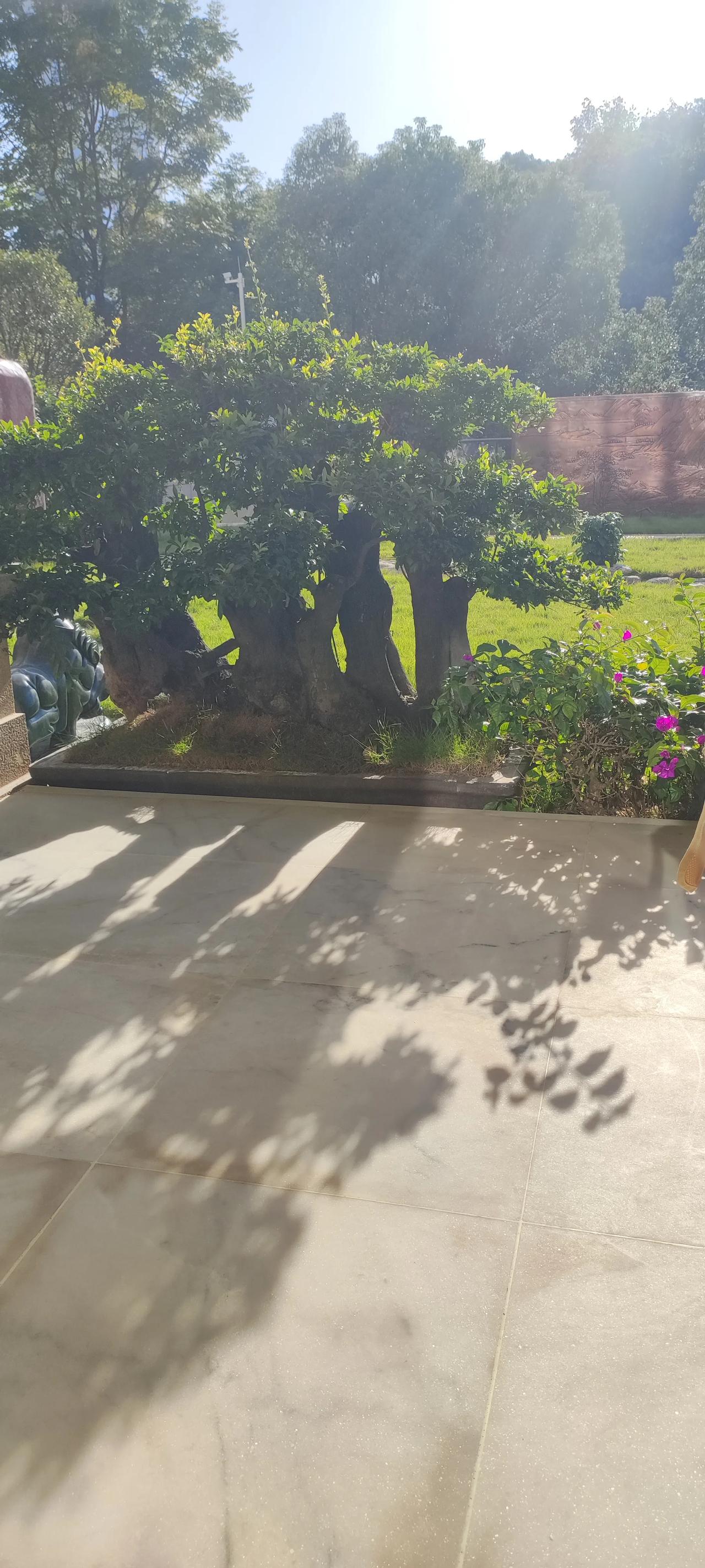 市场的四浪下跌a从11月14日到11月21日完成，b反弹从11月24日日到11月