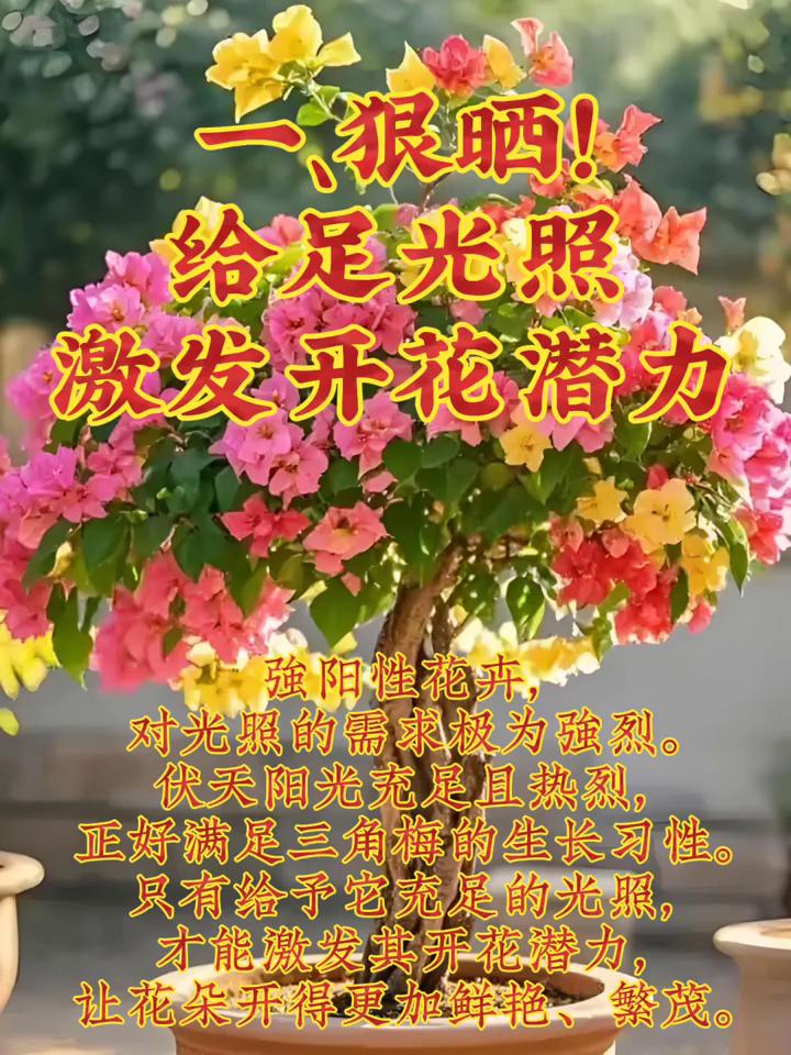 三角梅伏天养三角梅如何做？
·一、狠剪。给足光照，激发开花潜力。强阳性花卉对光照