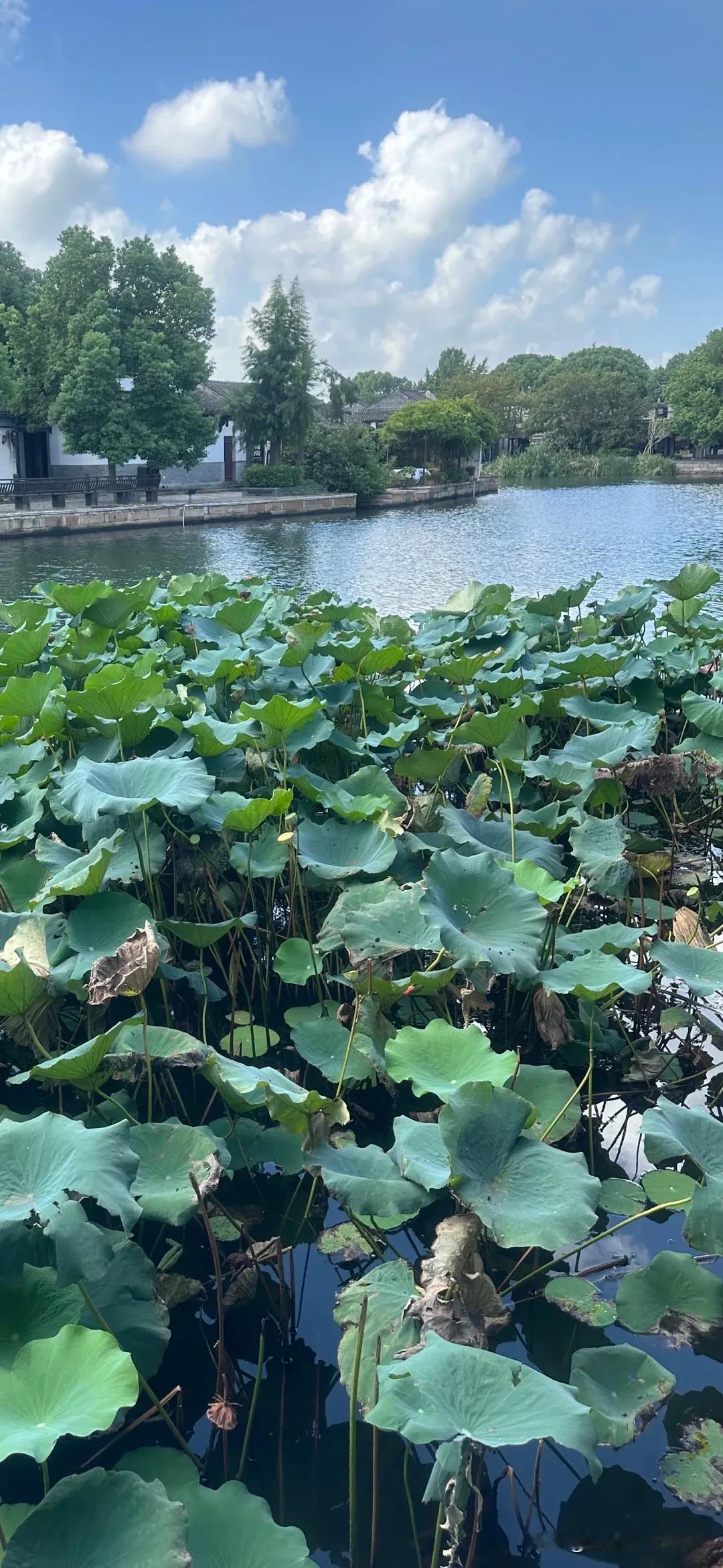 国庆前夕游嘉兴西塘（三）

夏花已尽
秋叶静美
船从碧玉环中过
人步彩虹带上行