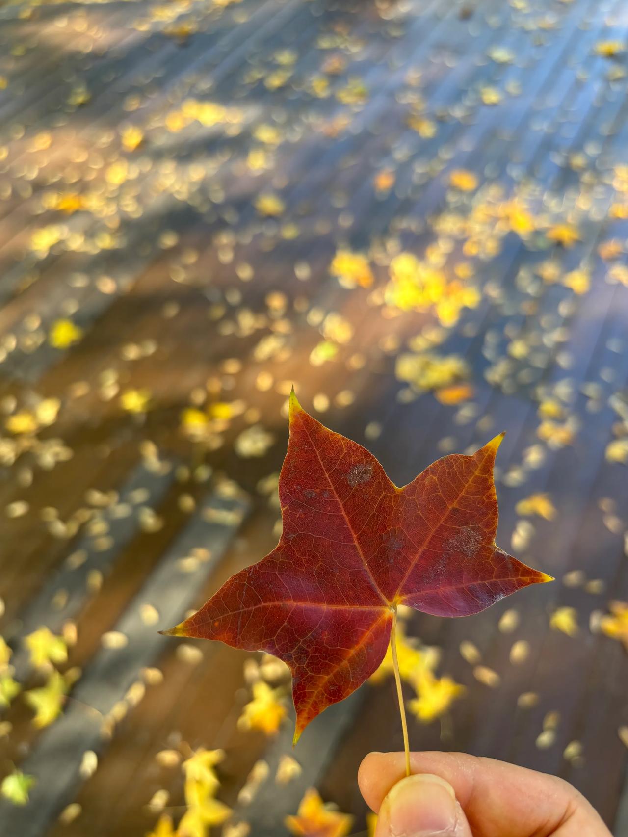 秋意浓🍂