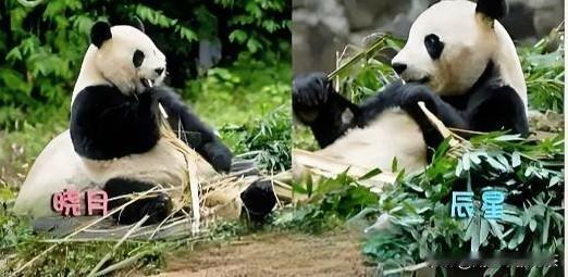 这排面真不是一般的大！咱们的国宝“辰星”和“晓月”终于在马来西亚正式“营业”见客