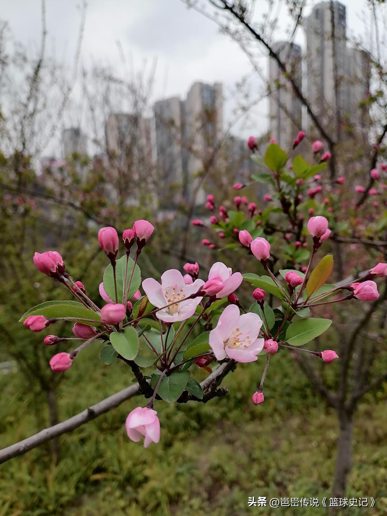 随手一拍的花有多美