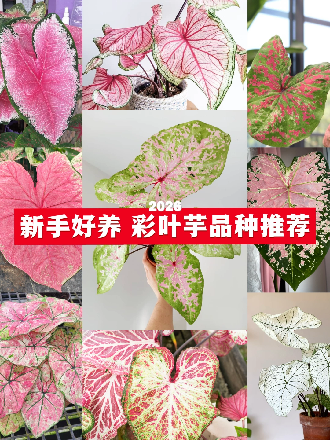 10款！彩叶芋品种推荐  pick你喜欢的品种~