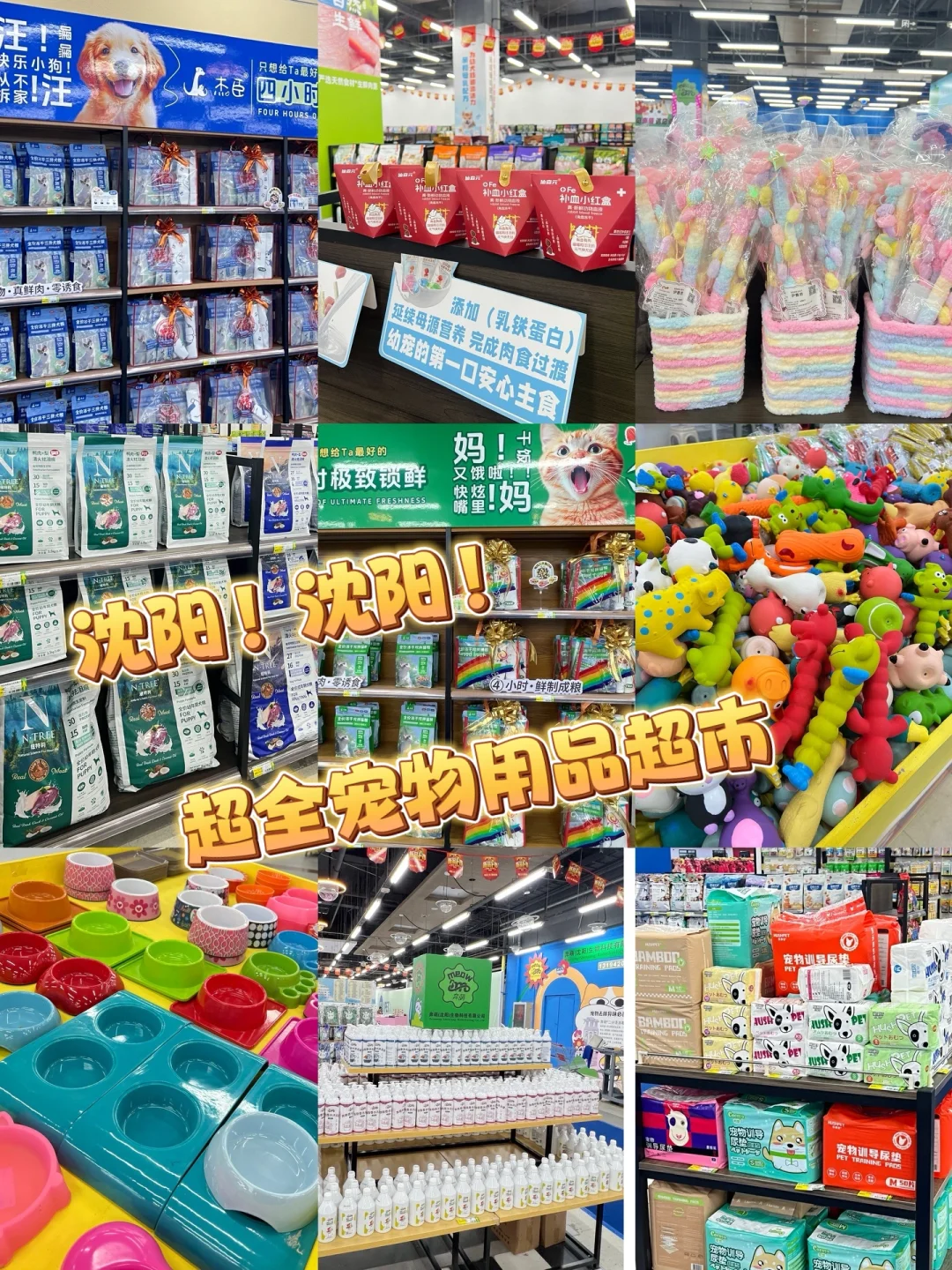 沈阳！！第一次因为自己不是宠物而难过......
