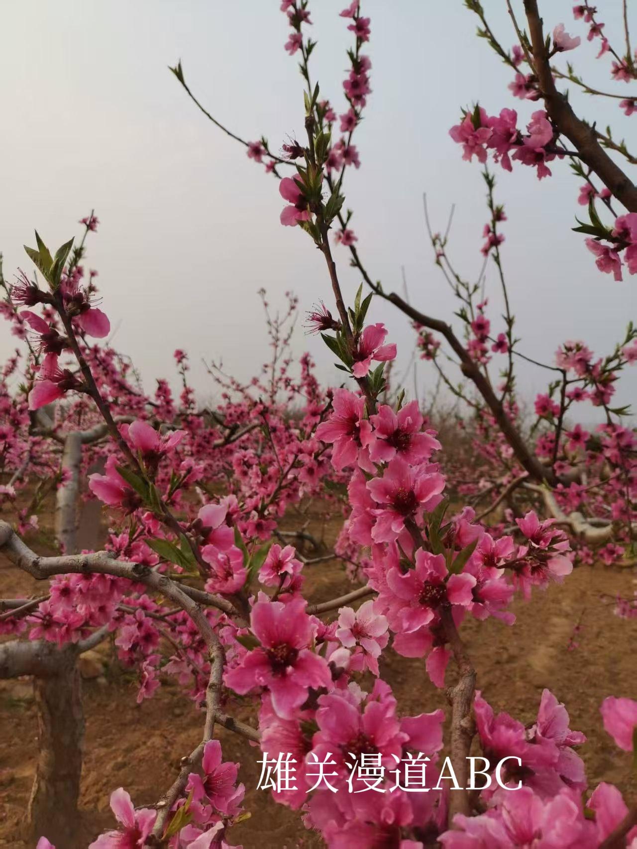 下面的三张图片，都是红艳艳的桃花盛开的场景！
今年我们肥城市的桃花节定在3月28