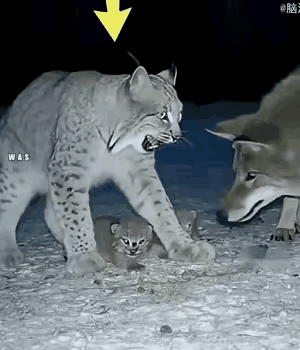 保护幼崽，毫不犹豫，重爪出击，排除威胁。