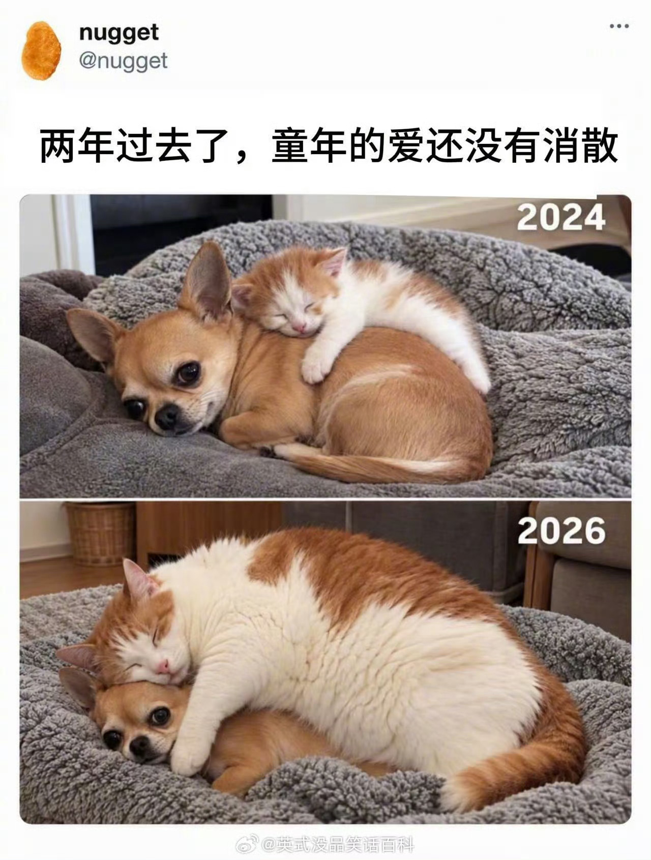狗子：猫咪长大了[苦涩] ​​​