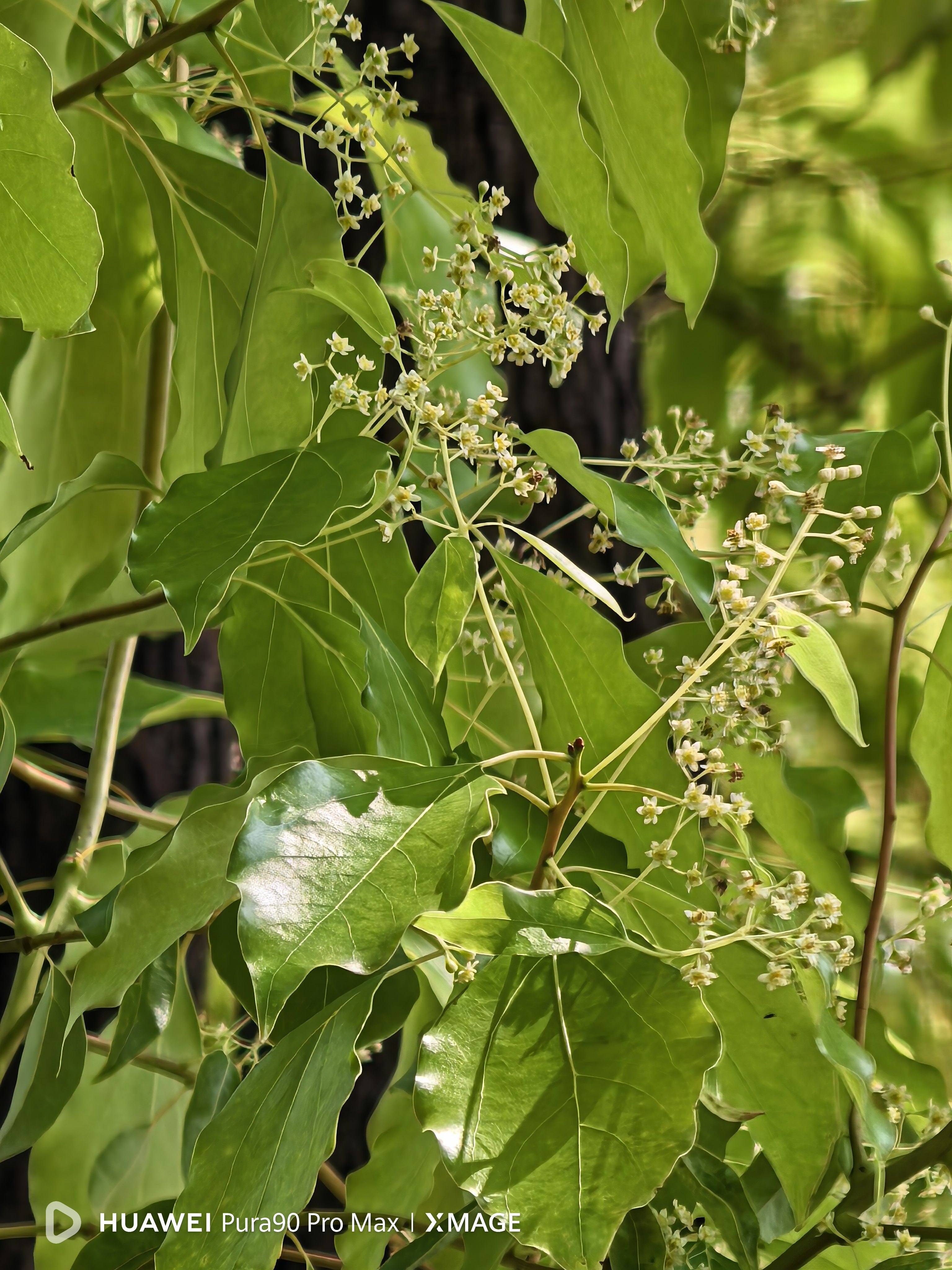 这几天杭州的天气里充满了一股清香，大家知道这是什么味吗？我观察了半天，应该是樟树