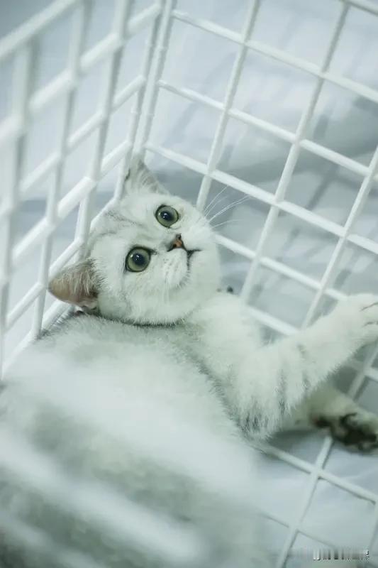 给大家分享我拍的一张橘猫照片！那是在深夜的小区停车场，这只“橘老板”趴在深蓝车顶