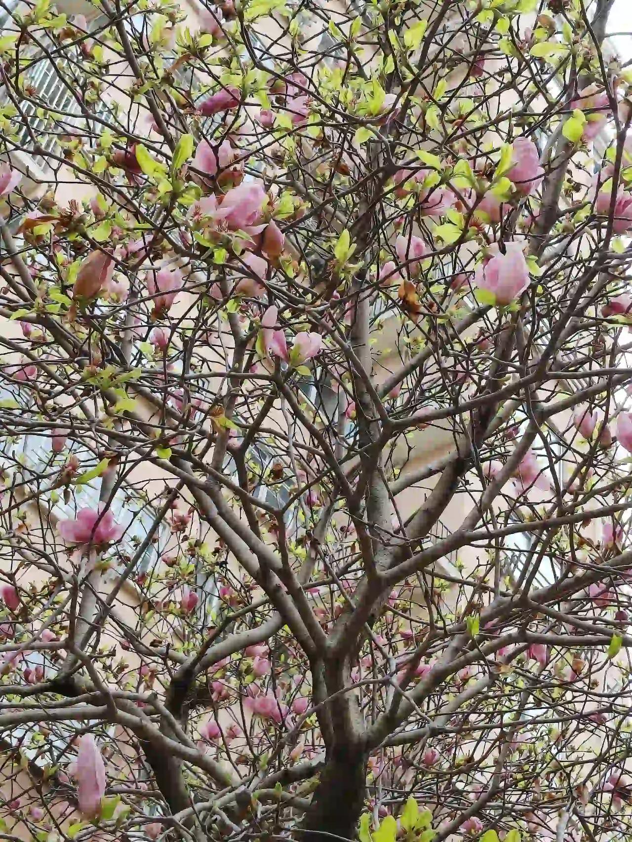 雪净山容瘦
花落叶吐新