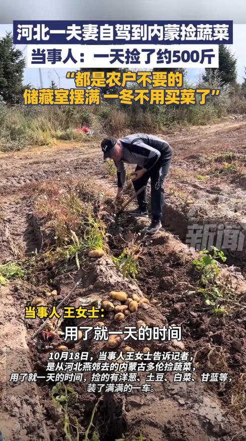 “这简直是捡钱啊！”内蒙古多伦，一对夫妇从河北到这里自驾游，看到地里有很多不要的