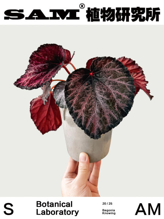 Kowning秋海棠｜Begonia Kowning