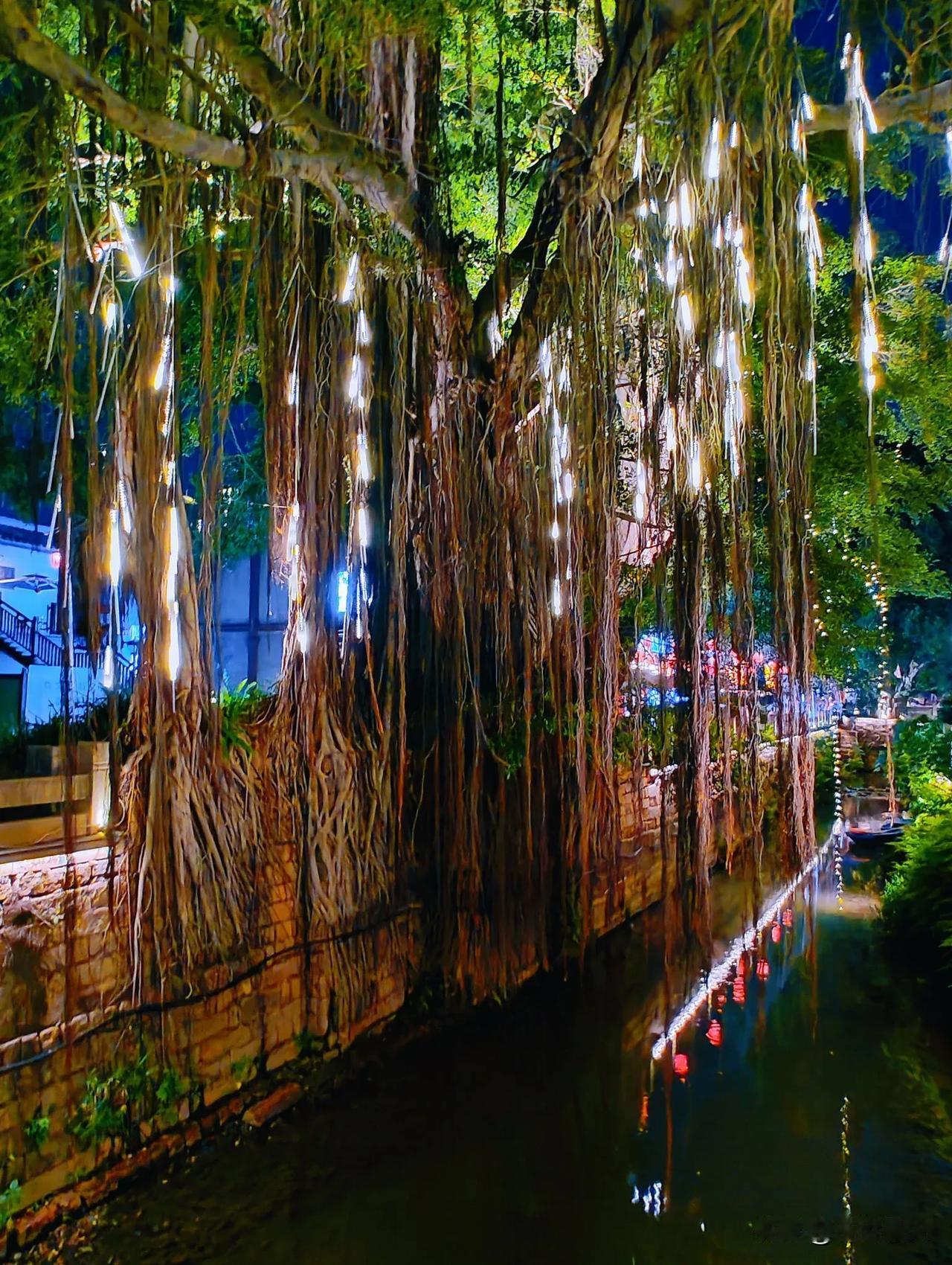 漳州古城宋河畔，有好几株老榕树，枝繁叶茂，无数条树根垂下，仿佛挂着竹帘似的。
漳