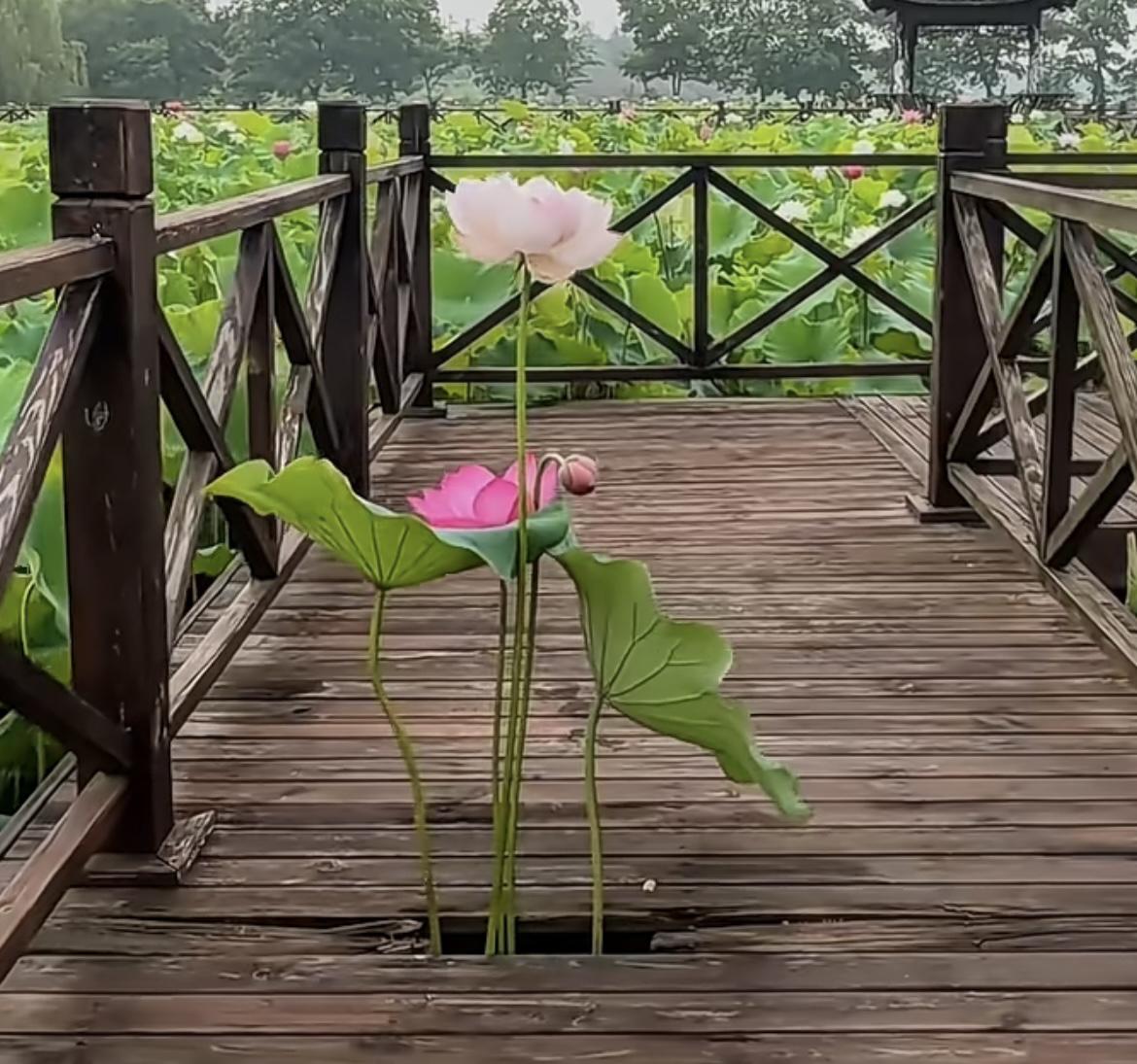我的今日状态：😁轻松愉快
我这里的天气：🌤️多云
 长得这么贴心的荷花
大家