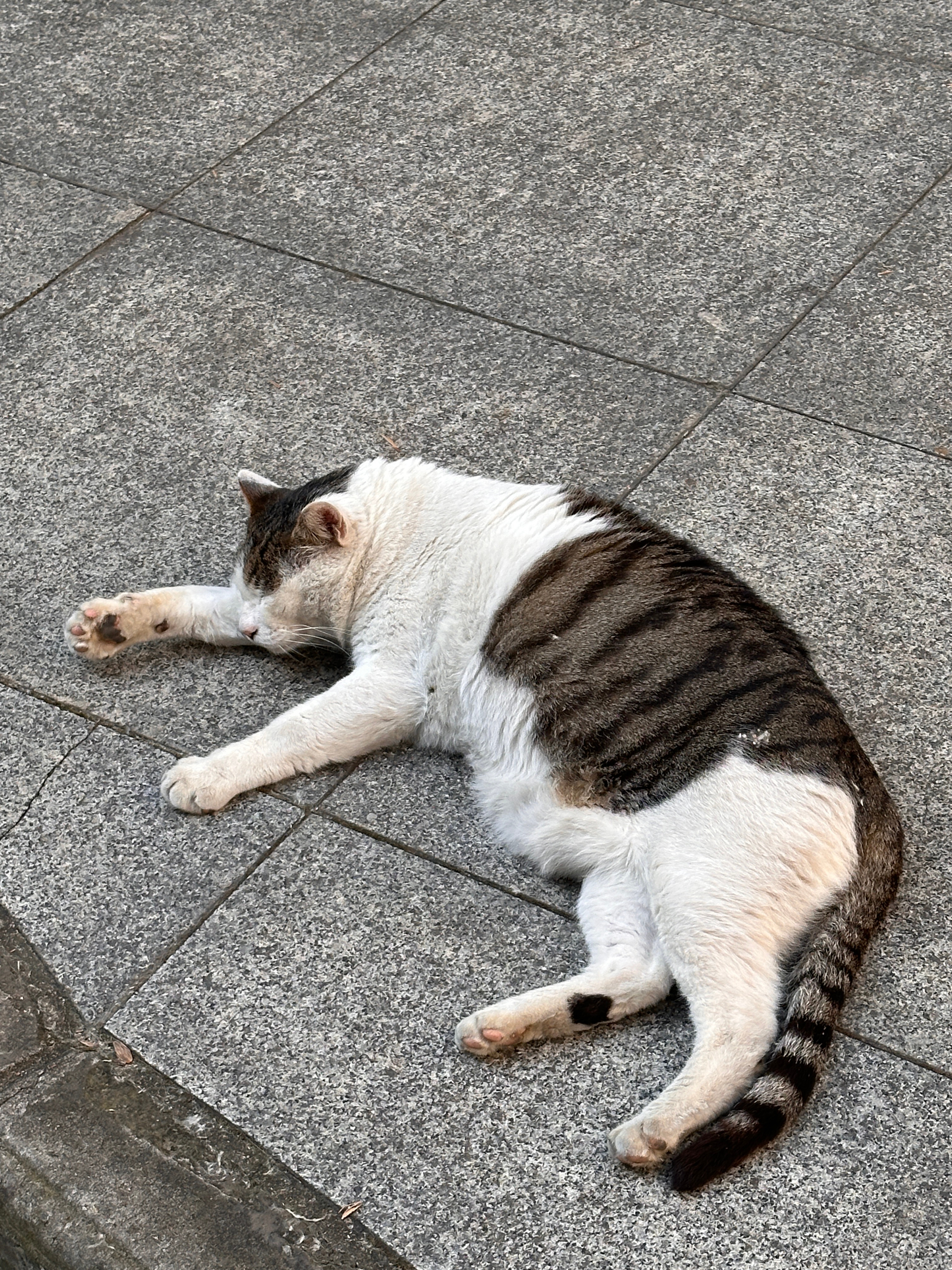 小猫不洗手！ ​​​