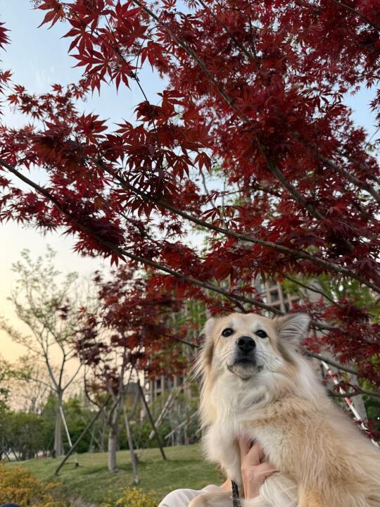 狗狗和春天的枫叶合影 🍁