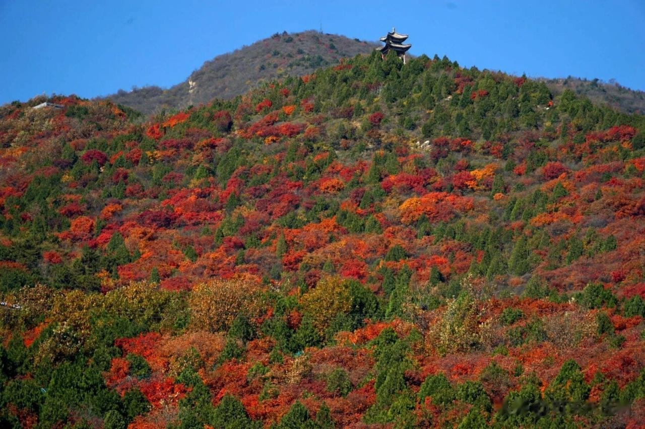 #秋日生活打卡记# 片片秋叶渲染着大地，染红了满山遍野，染红了乡间村落；染红了林