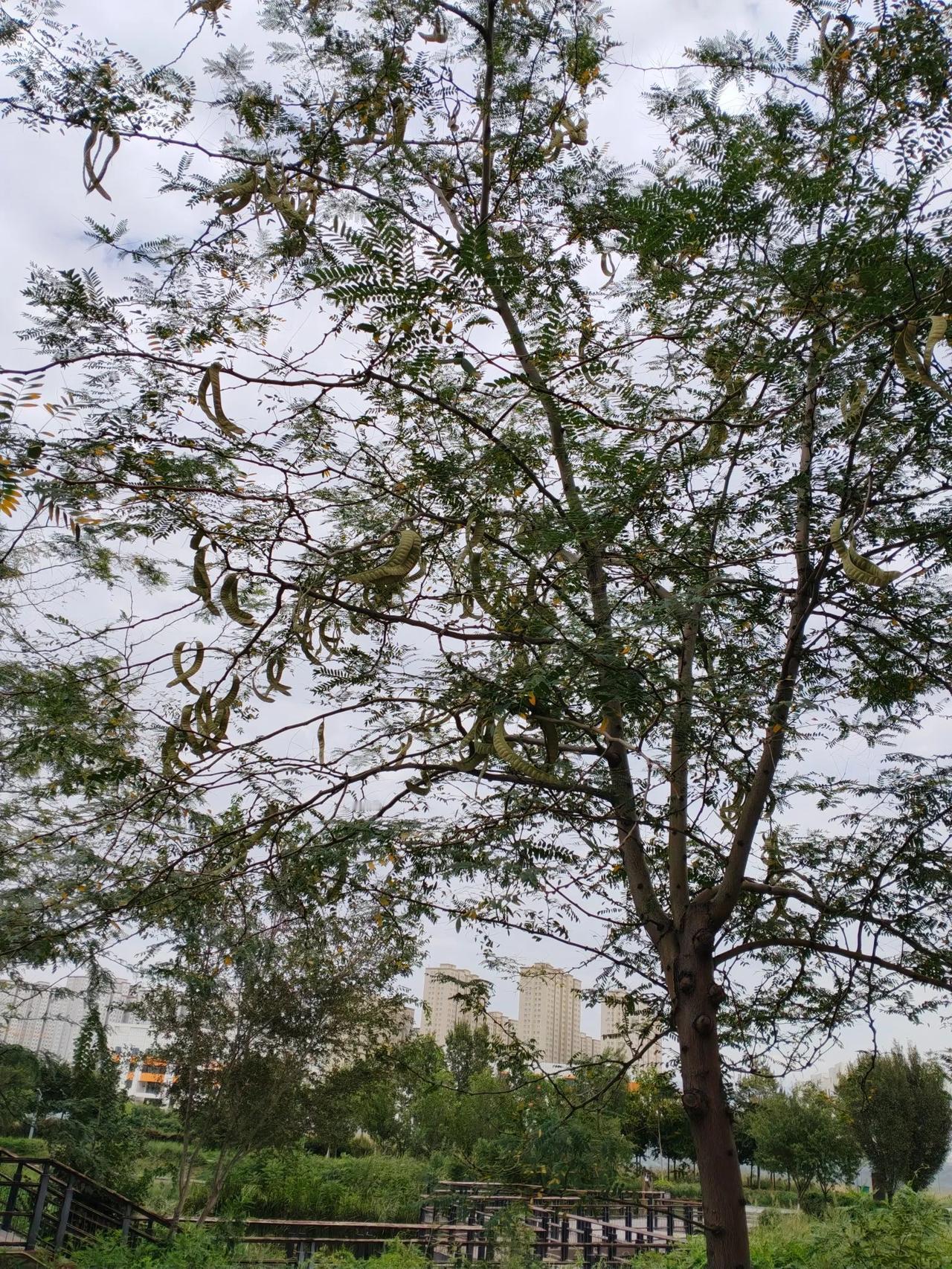 水墨河畔富力城小区附近皂荚树挺多，看上去是一道亮丽的风景线，建议在乌鲁木齐推广种