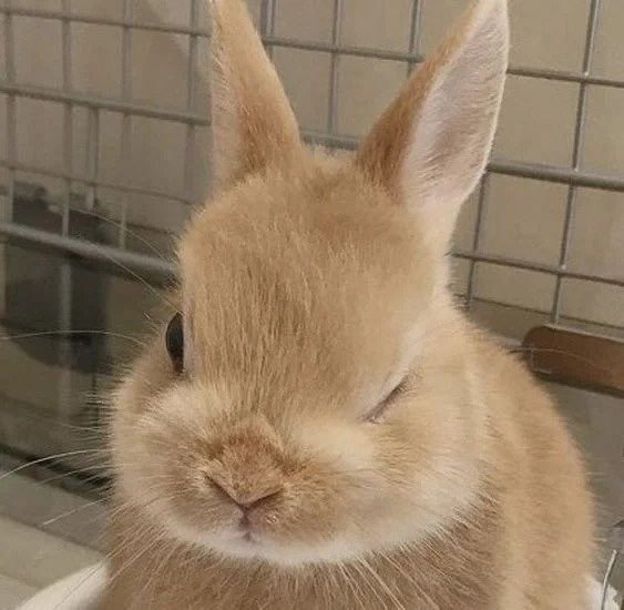 wink🐰恋与深空｜沈星回 