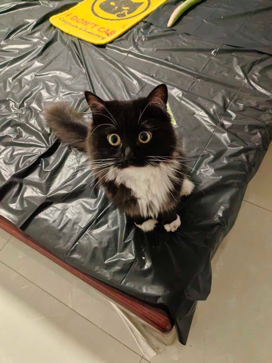 玩儿？您说玩儿了对吧！来玩儿吧！daily奶牛猫 （投稿：） 