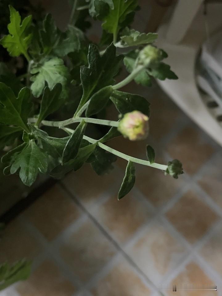 年前的菊花已经枯萎，我把老桩都剪了，最近气温上升，不久便冒出了新枝叶。

大前天