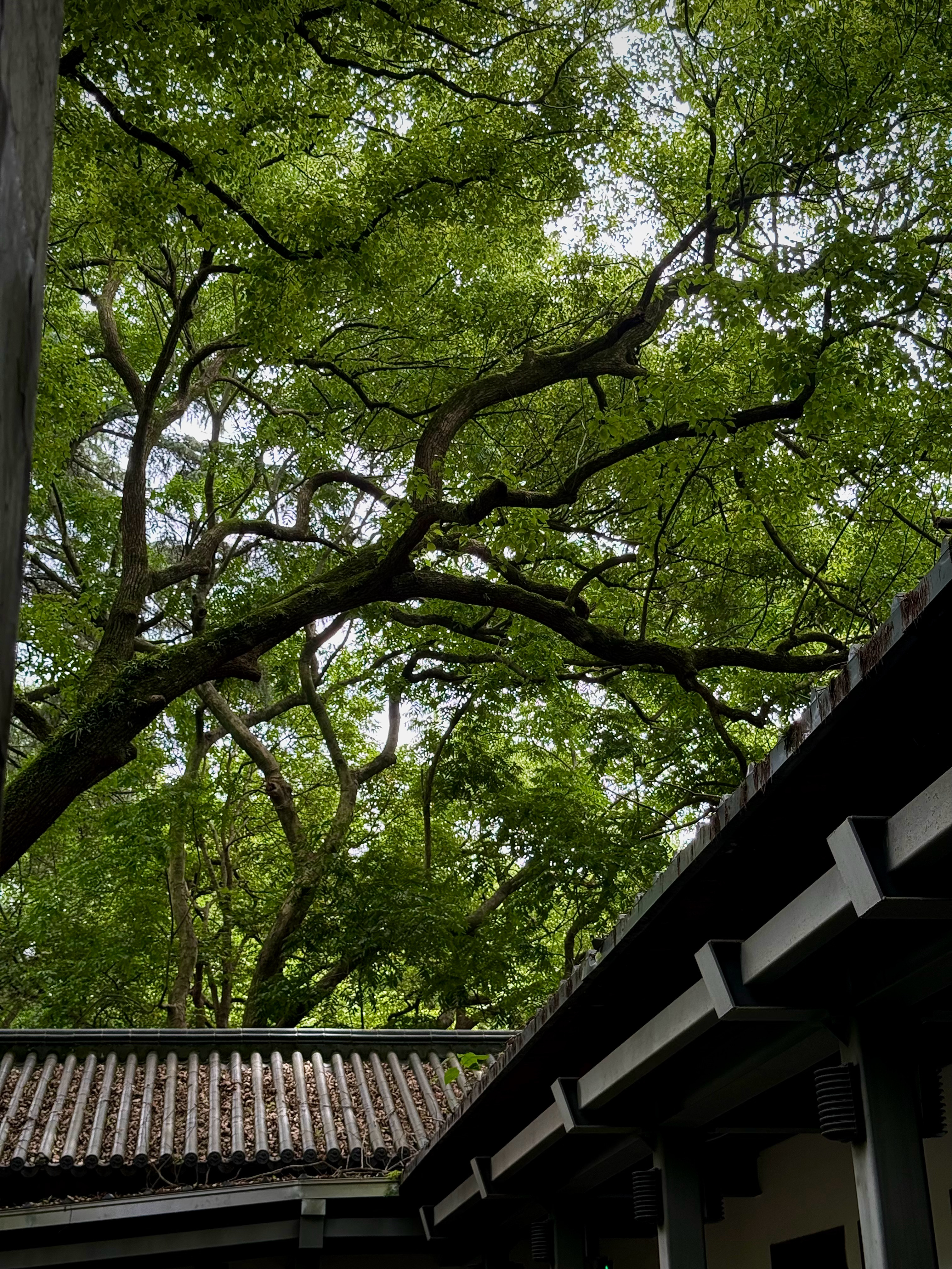 时隔一年半又来了🌳 