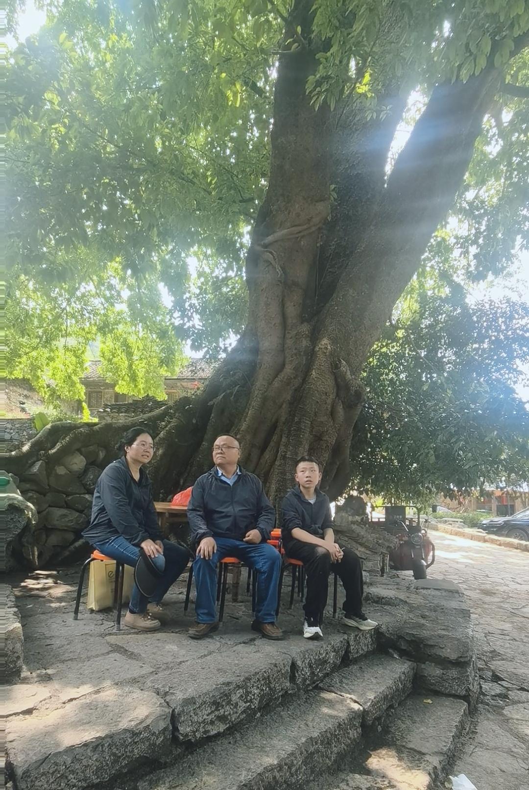 我们家的乡村行：大树底下好乘凉。