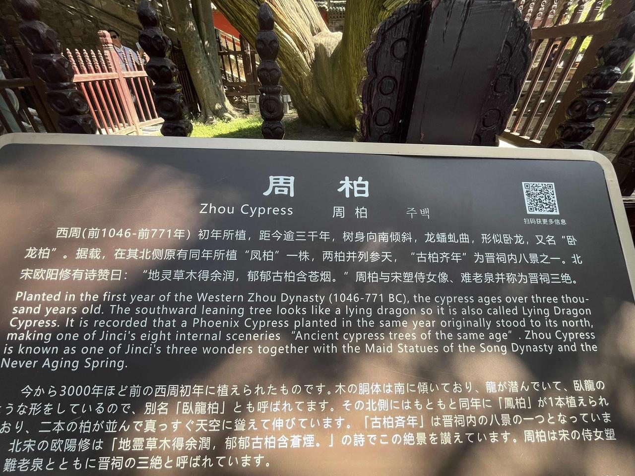 山西省太原市晋祠里有棵西周时期的柏树——周柏，据说有三千多年历史了……
2026
