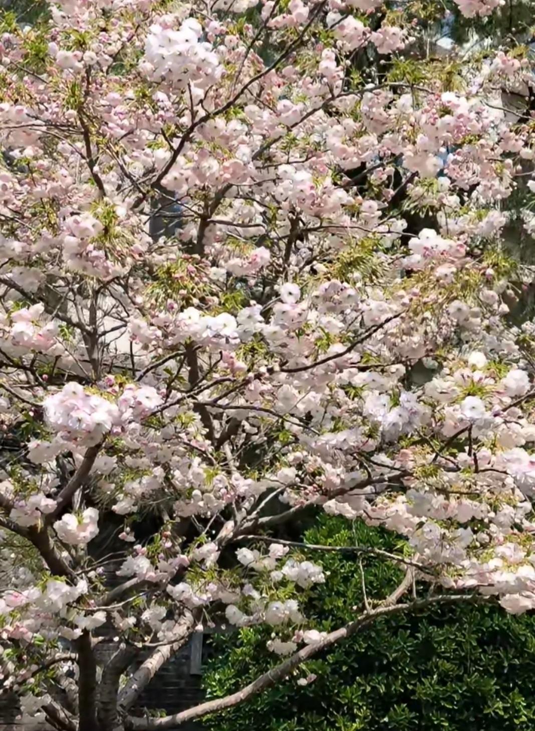 樱花盛开，美不胜收！