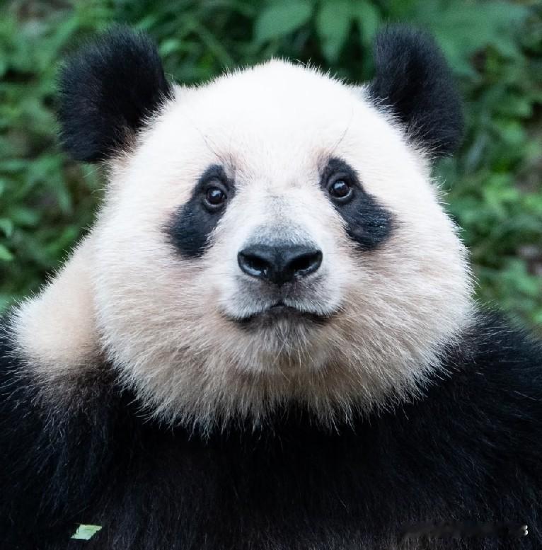 虫洞真的不能有一个甜妹子吗？虫洞盛产小辣椒在熊猫圈好像是得到了公认的[尬笑]
如