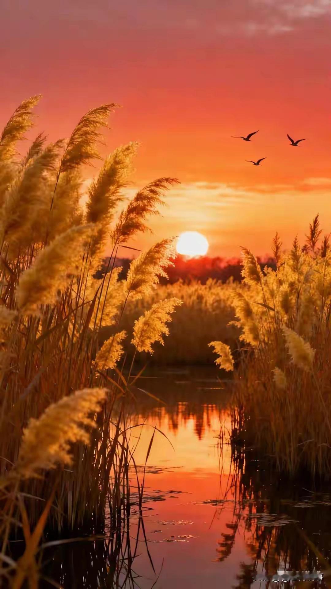 上联：芦花摇月铺霜白
下联：江水一色染云红
这联中的“江水一色”与“芦花摇月”对