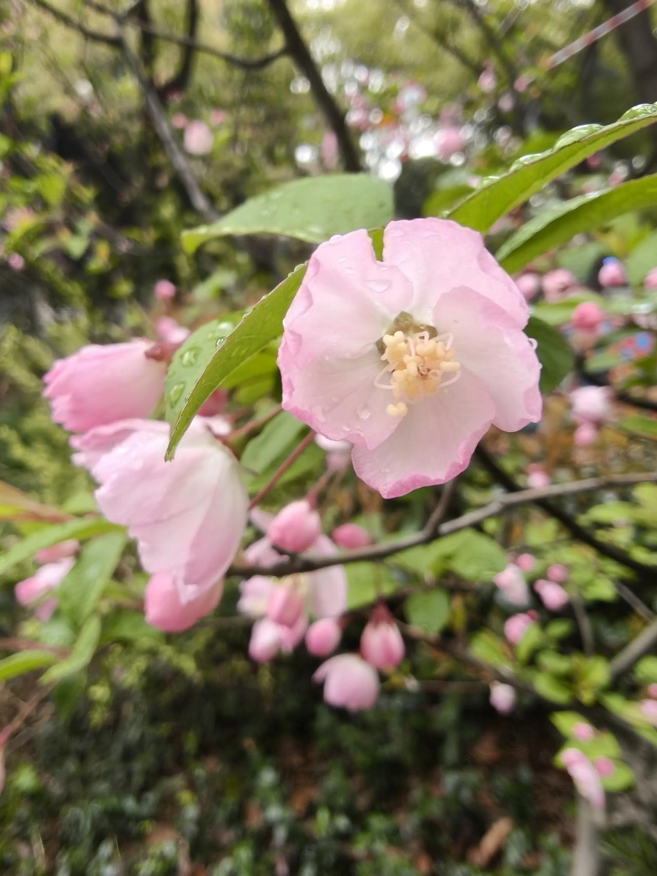 上班路上等红绿灯🚥的时间，
路边一株小的海棠树🌲雨中的海棠花~🌸🌸🌸?