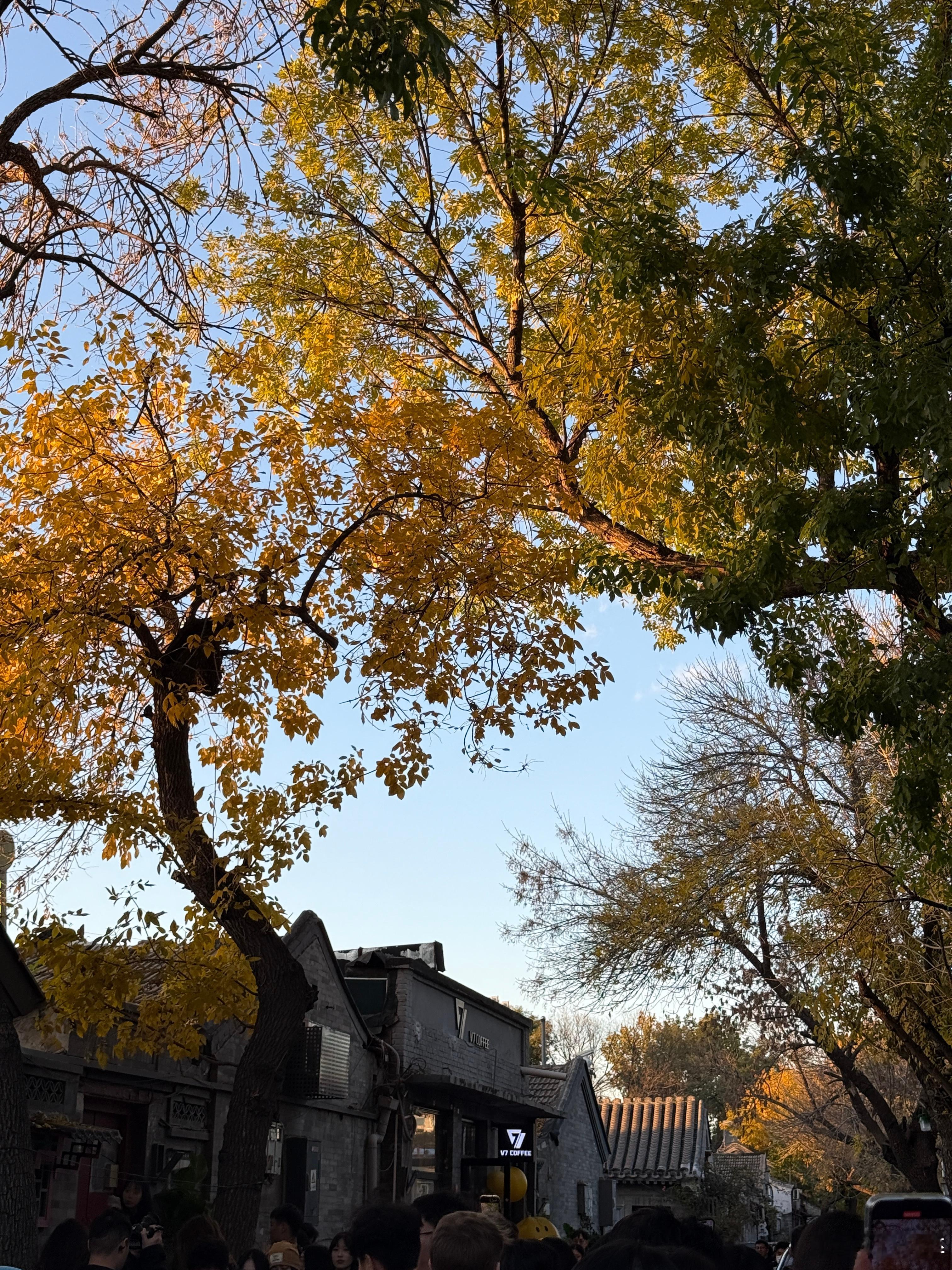 北平的秋🍂感觉有一亿人在北京🥹 北京·北锣鼓巷
