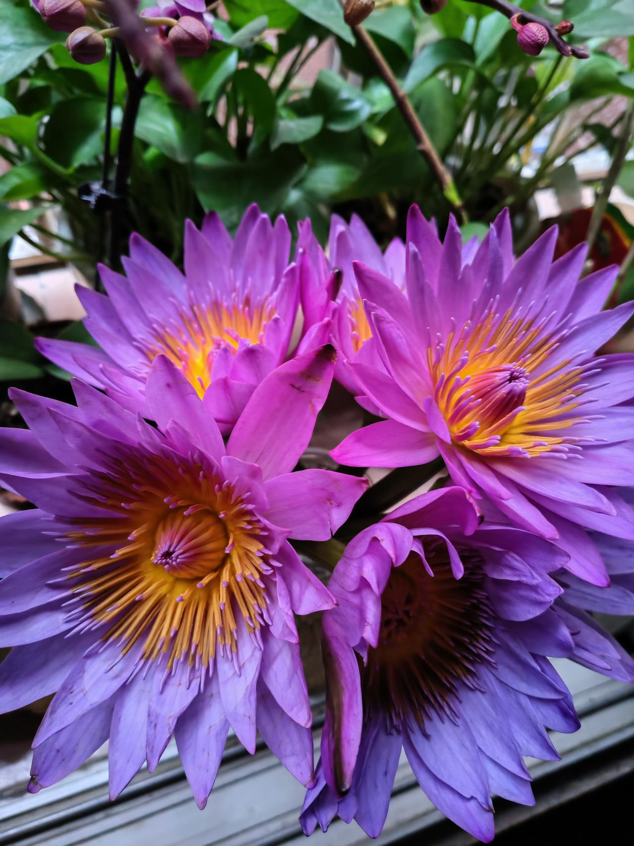 这两年爱上了买睡莲鲜切花，每天下班回来，闻着它的香味，整个人心情都变好了。