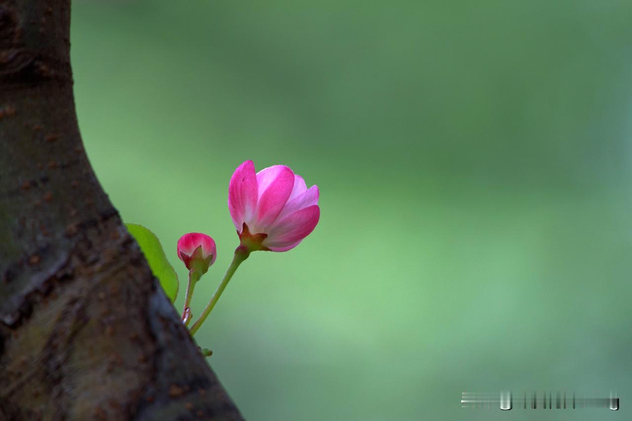 海棠花素有"‌花中神仙‌"、"‌国艳‌"等美称 。
主要品种与辨识
西府海棠‌：