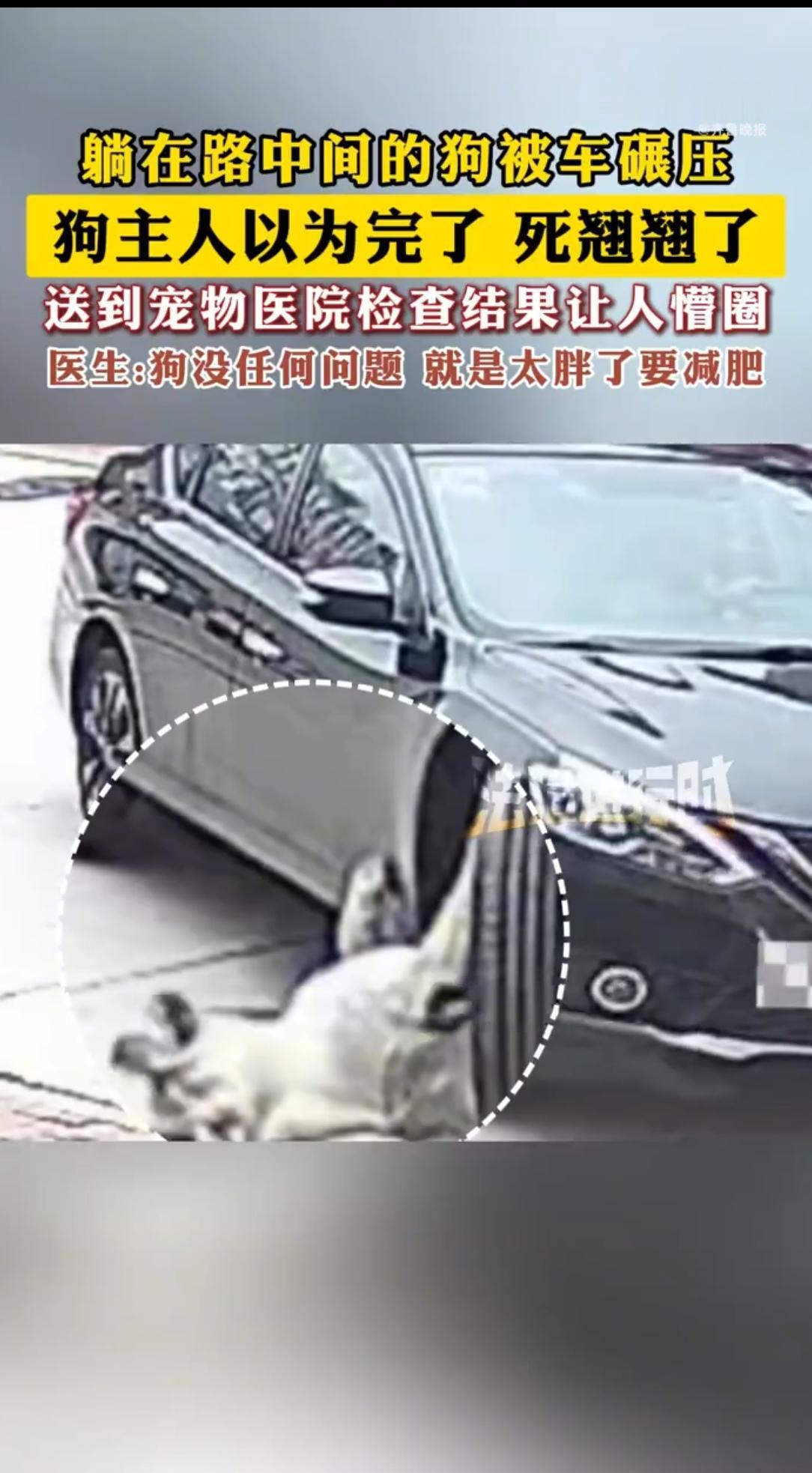 杭州惊现“胖犬奇迹”：128斤狗子被车碾，竟只需要减肥？
 
10月2日的杭州街