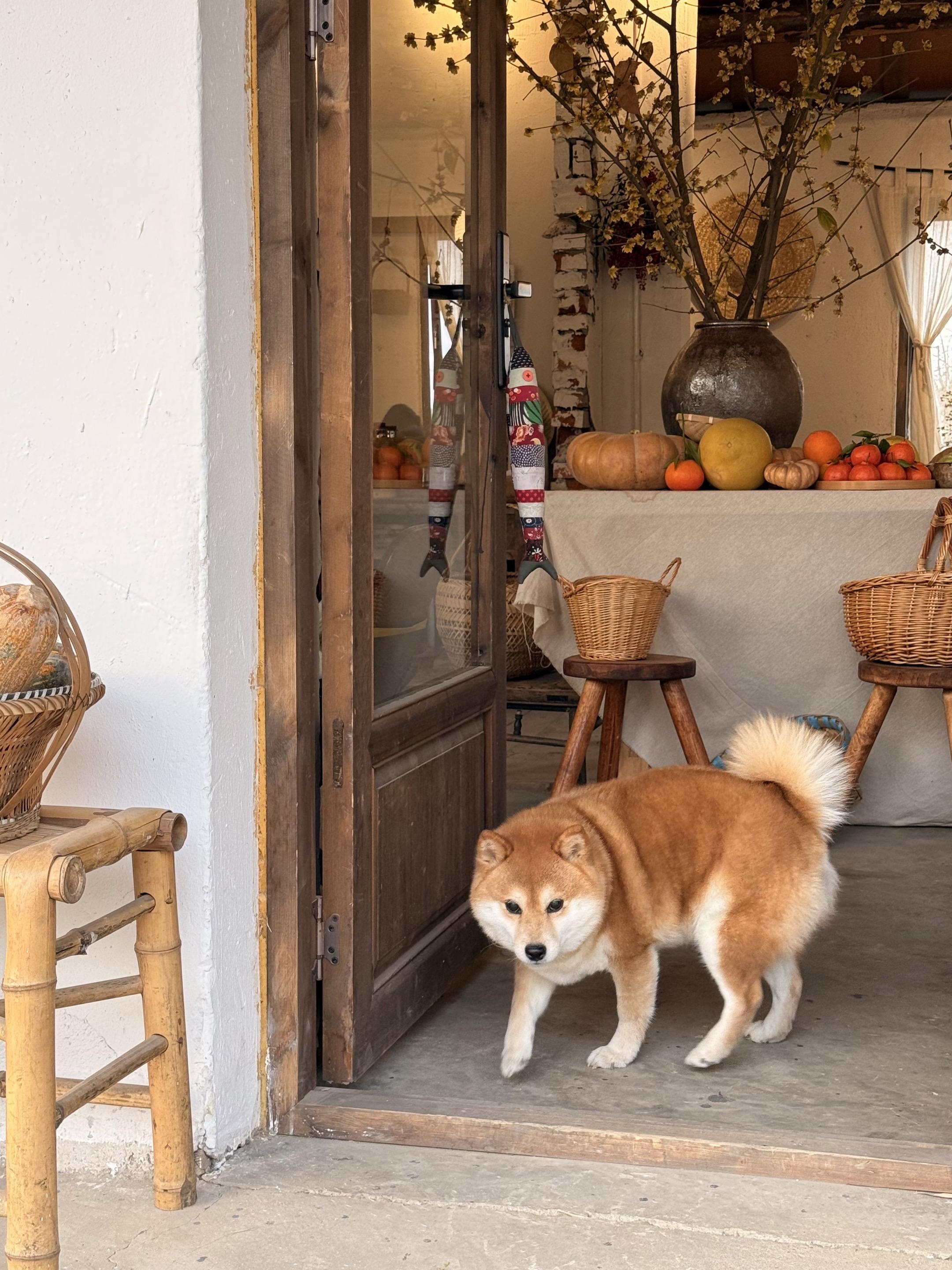 细水长流也可以。普通的一天， 被小狗分成很多小片段