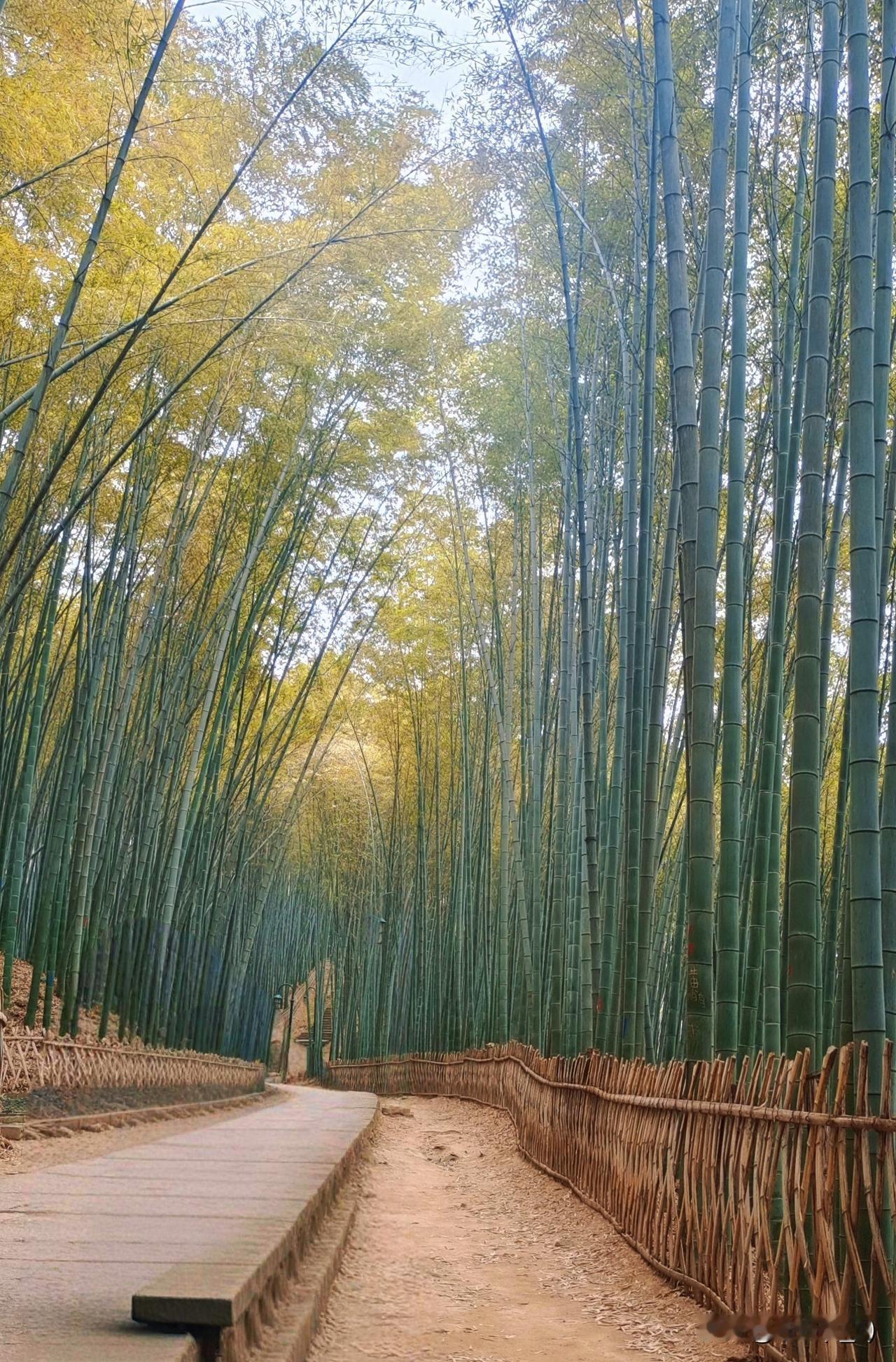 在一古寺的后院，有一片竹林。
一天，山雨骤至，狂风大作。寺里的小沙弥跑到师父面前