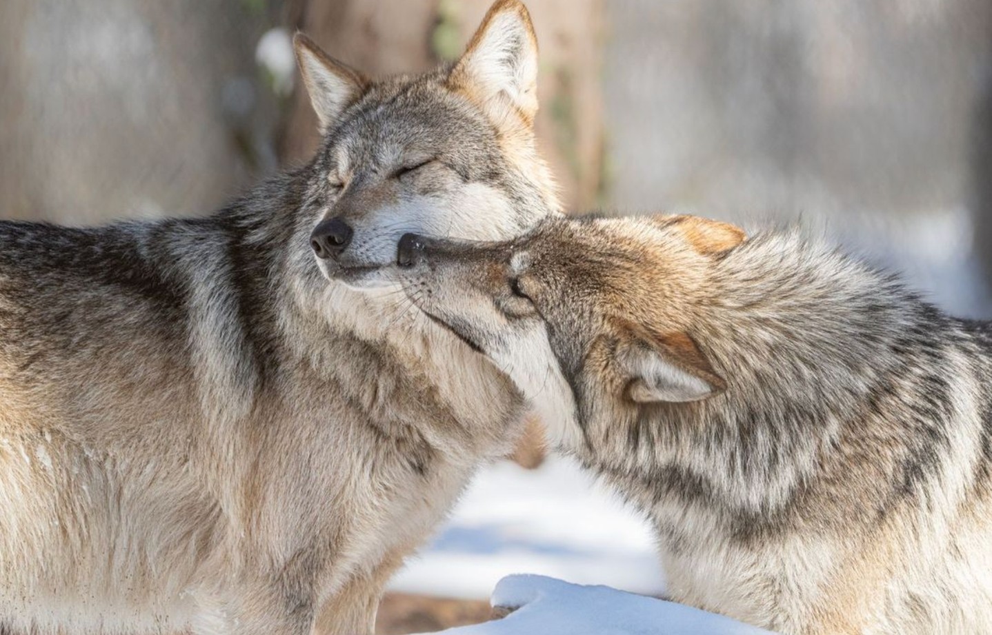 亲一口[爱你]  犬科动物   红狼  ——所属：Endangered Wolf