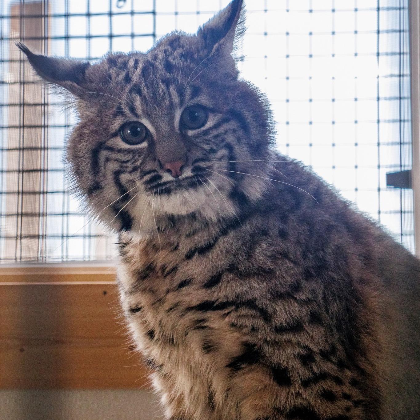 蒙大拿动物园新收留的两只被救助的山猫宝宝~脸大的那只是一只6个月大的雄性，小鸟依