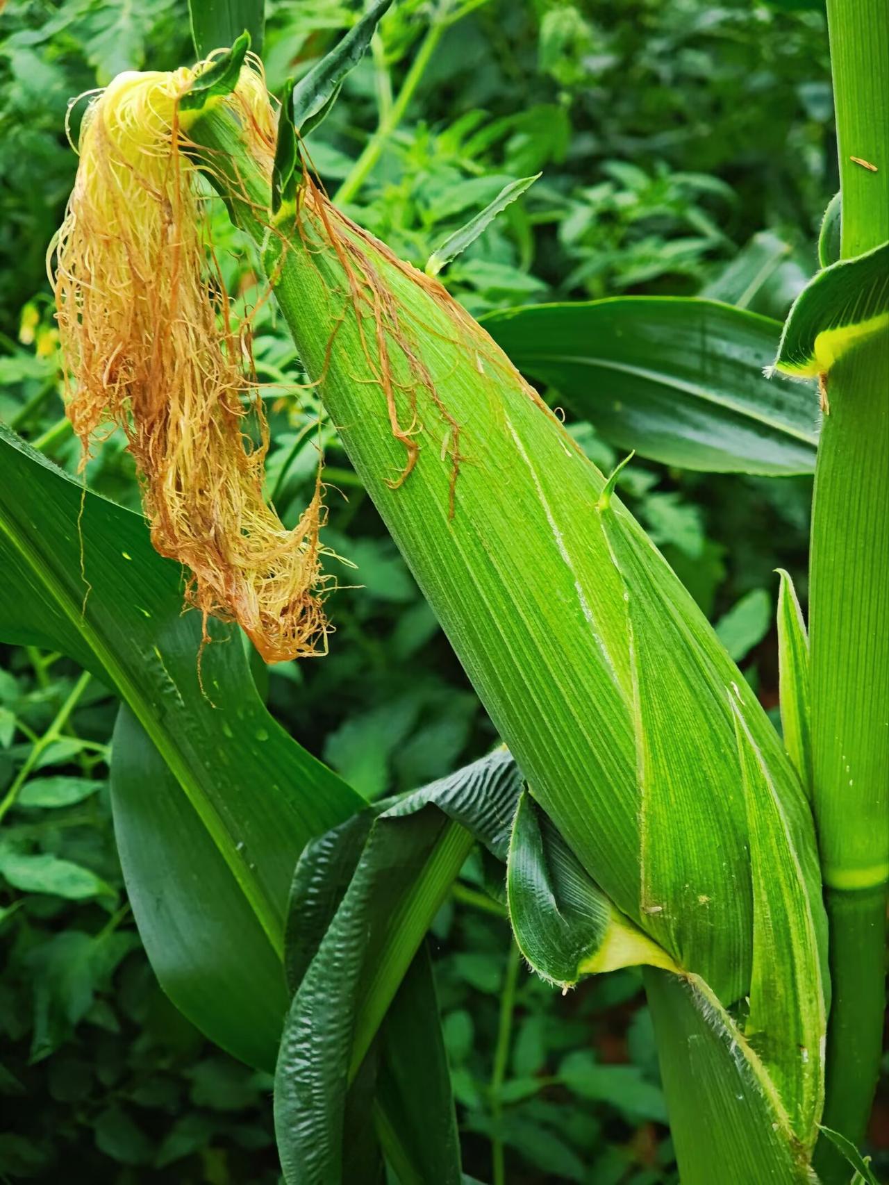 小时候地里种的黄玉米棒子，煮着吃烤着吃都很香，现在再吃煮的黄玉米觉得皮很多也不好