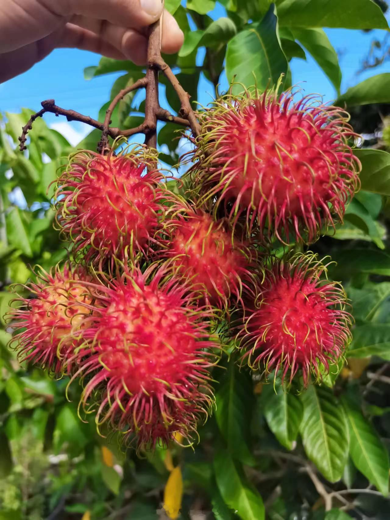 衣服像什么 前些天参加摩纳哥玫瑰舞会的英国凯蒂·斯宾塞小姐搭配礼服的袖套（？），