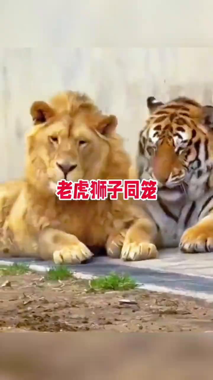 老虎狮子同笼。