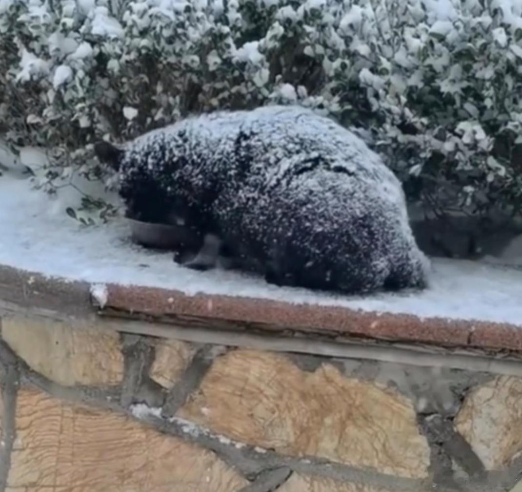 这跟自己亲生的有什么区别多只流浪猫的命运因她而改变。她用爱搭建的不仅是猫舍，更是