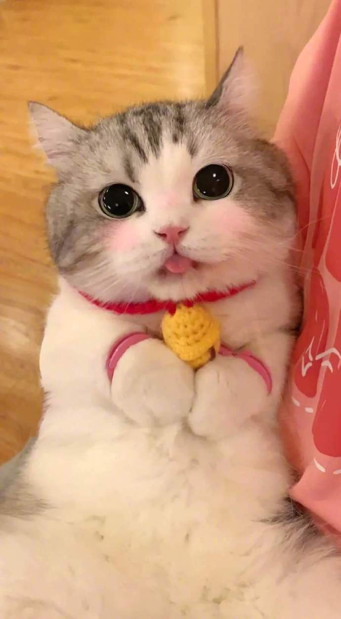 卖萌嫌犯！