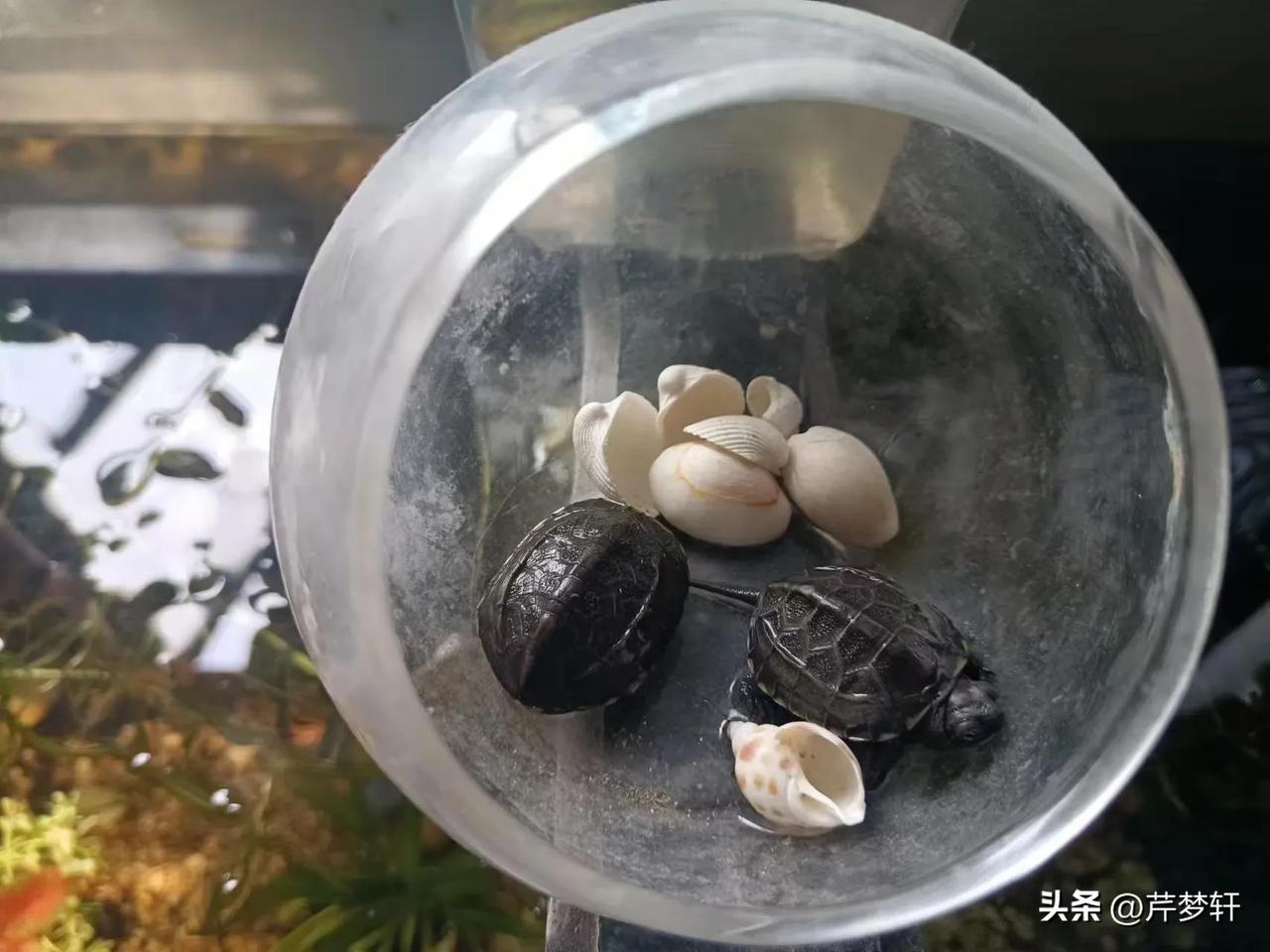 咏雌雄小龟
／诗顾樾
新添双元绪，
破壳初启程。
稚女养玻缸，
慈母诲纯贞，
天