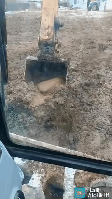 这是什么东西？为什么从来没见过？