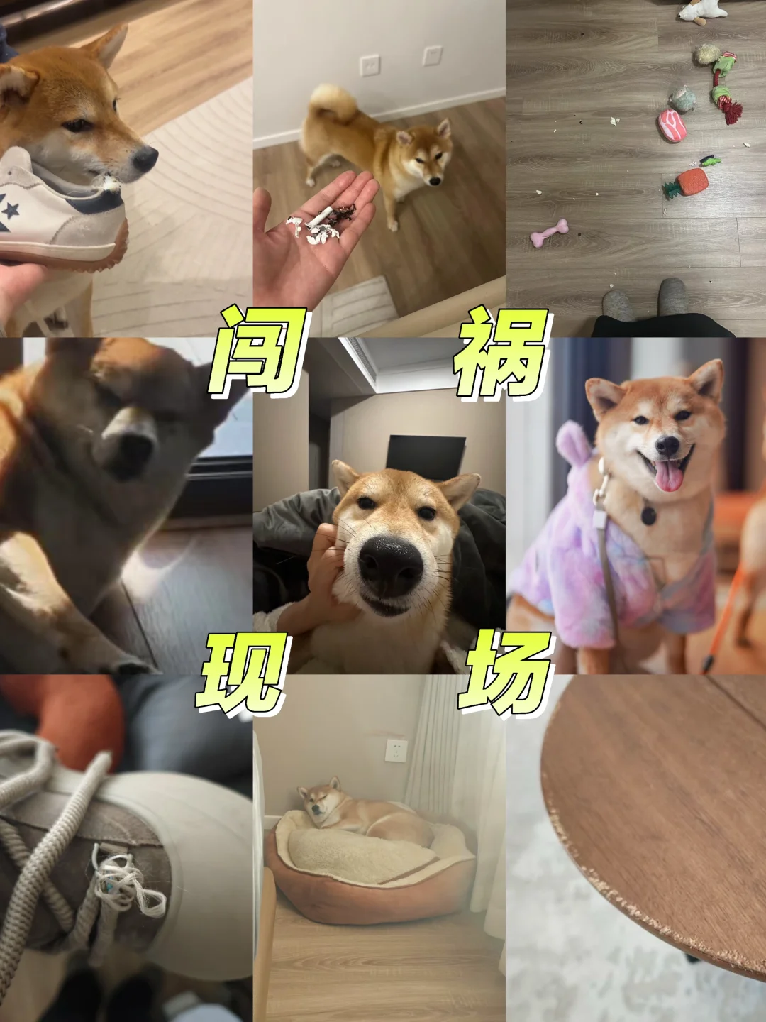 全网记住这张脸：桀骜不驯茶女士